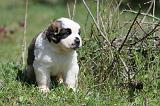 SAINT BERNARD 079